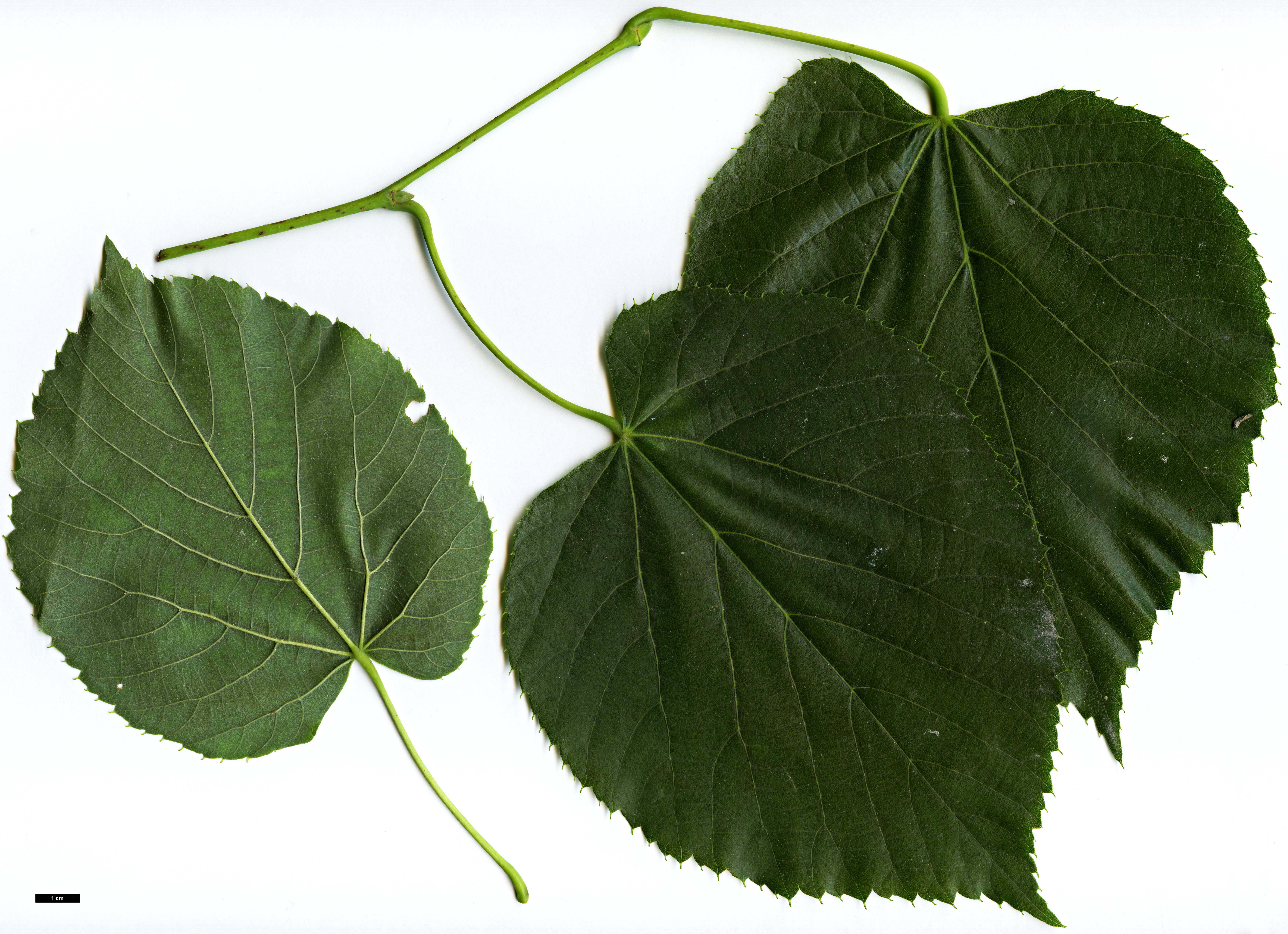 High resolution image: Family: Malvaceae - Genus: Tilia - Taxon: platyphyllos × T.tomentosa ‘Orbicularis’